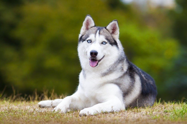 5 Jenis Ras Anjing dengan Sifat Agresif